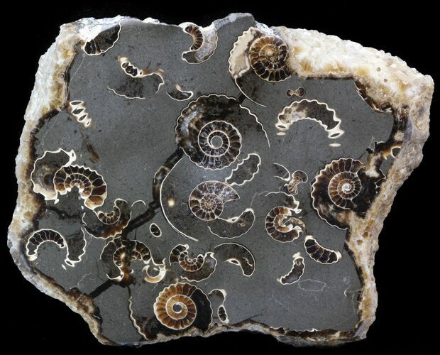 Polished Ammonite Fossil Slab - Marston Magna Marble #42101